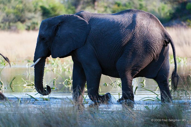 20090614_094230 D300 X1.jpg - Following large herds in Okavango Delta